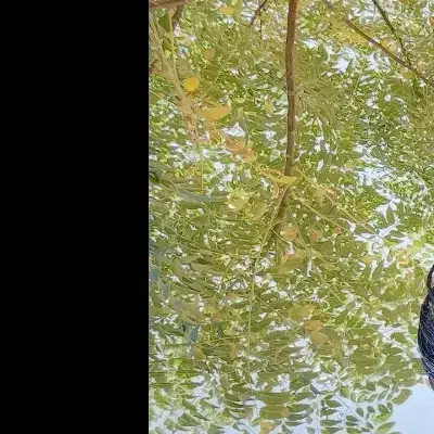 شرکت پسته چینان خوشه طلایی|خدمات باغبانی و درختکاری|زرند, |دیوار