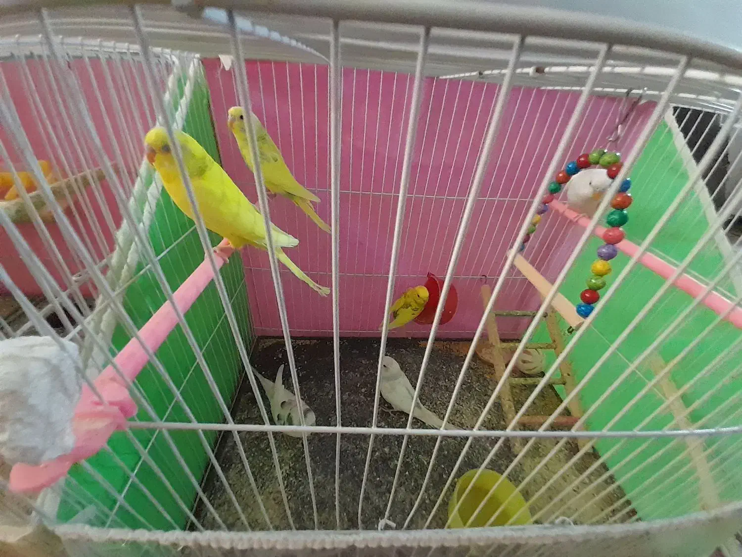 مرغ عشق|پرنده|تربتحیدریه, ۴۵ متری|دیوار