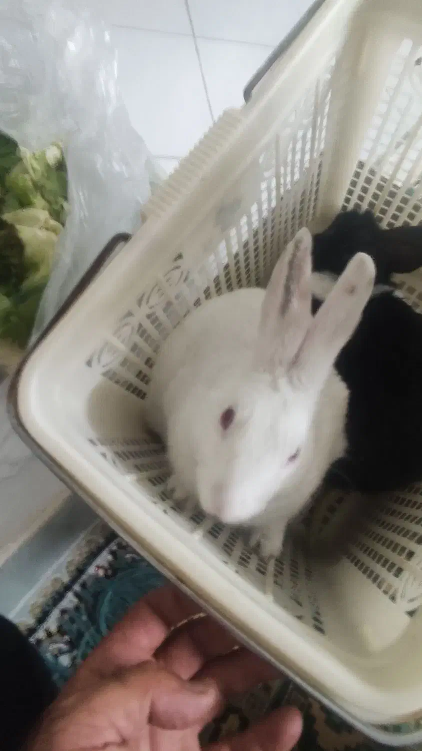 فروش خرگوش خانگی|موش و خرگوش|یزد, |دیوار