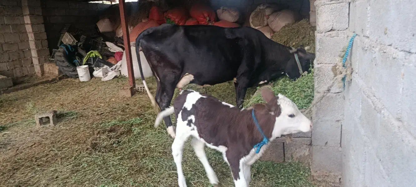 گاو|حیوانات مزرعه|جیرفت, |دیوار