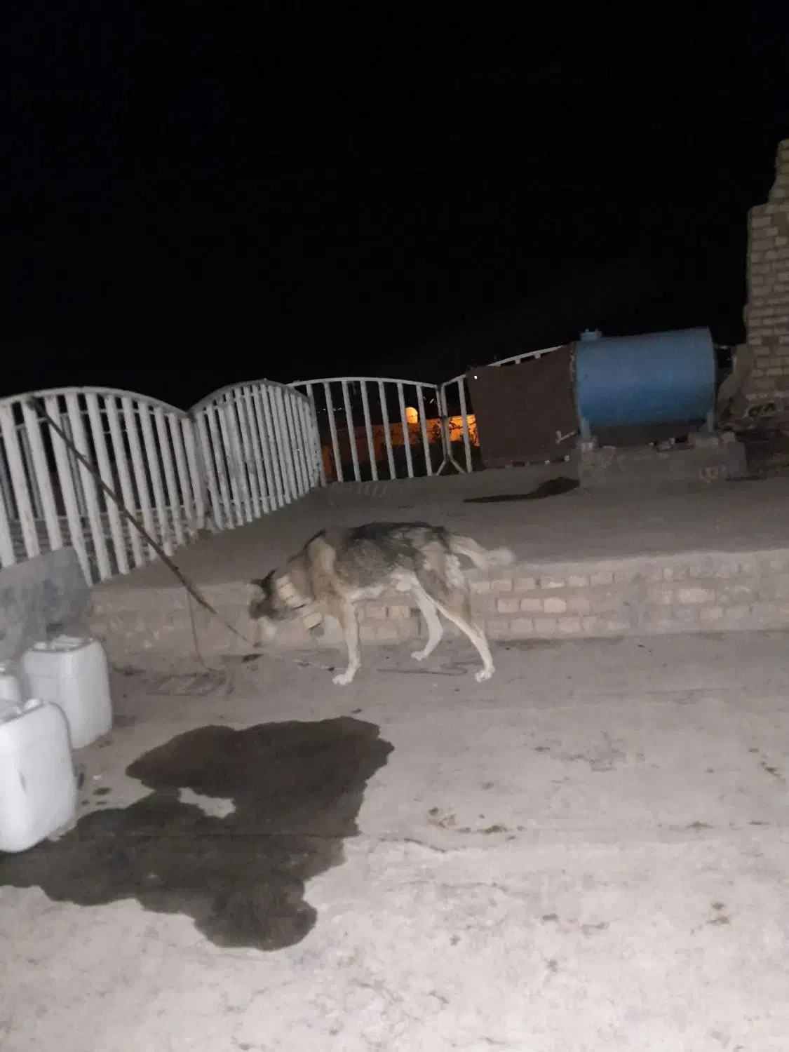 سگ هاسکی نژاد اصیل سیبری واگزاریم|سگ|مشهد, الهیه|دیوار