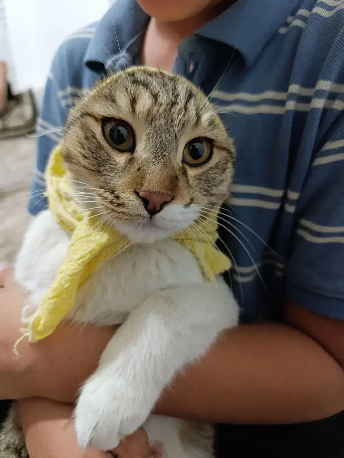 واگذاری گربه نر سالم و سرحال|گربه|کرمانشاه, |دیوار