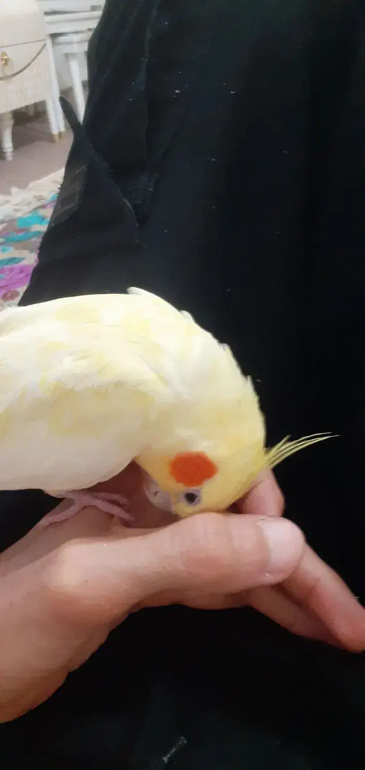 عروس هلندی|پرنده|زنجان, |دیوار