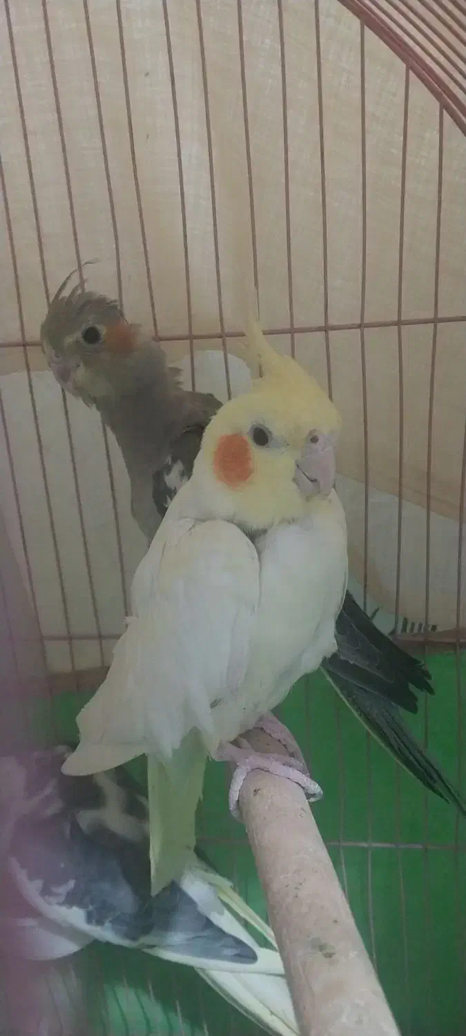 عروس هلندی با جوجه ۴۰روزه|پرنده|قزوین, |دیوار