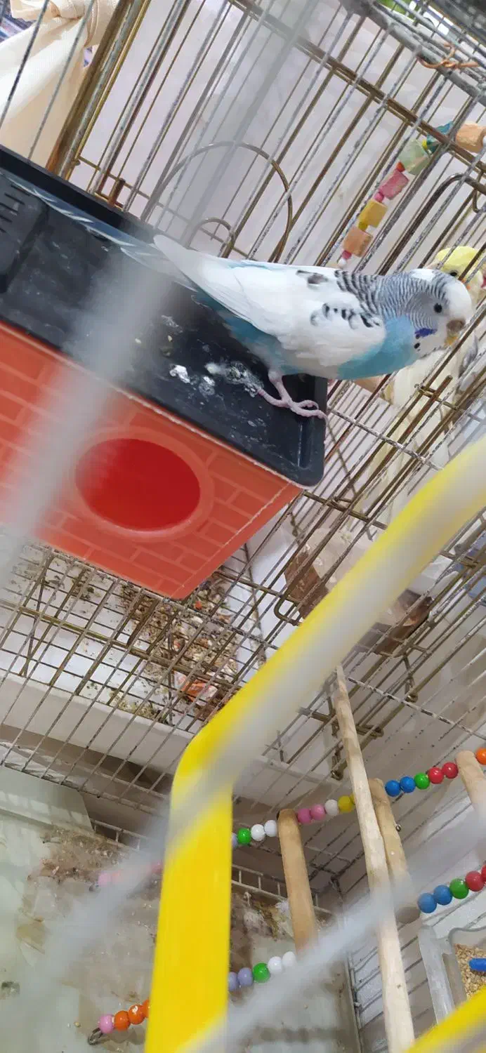 پرنده|پرنده|گیان, |دیوار