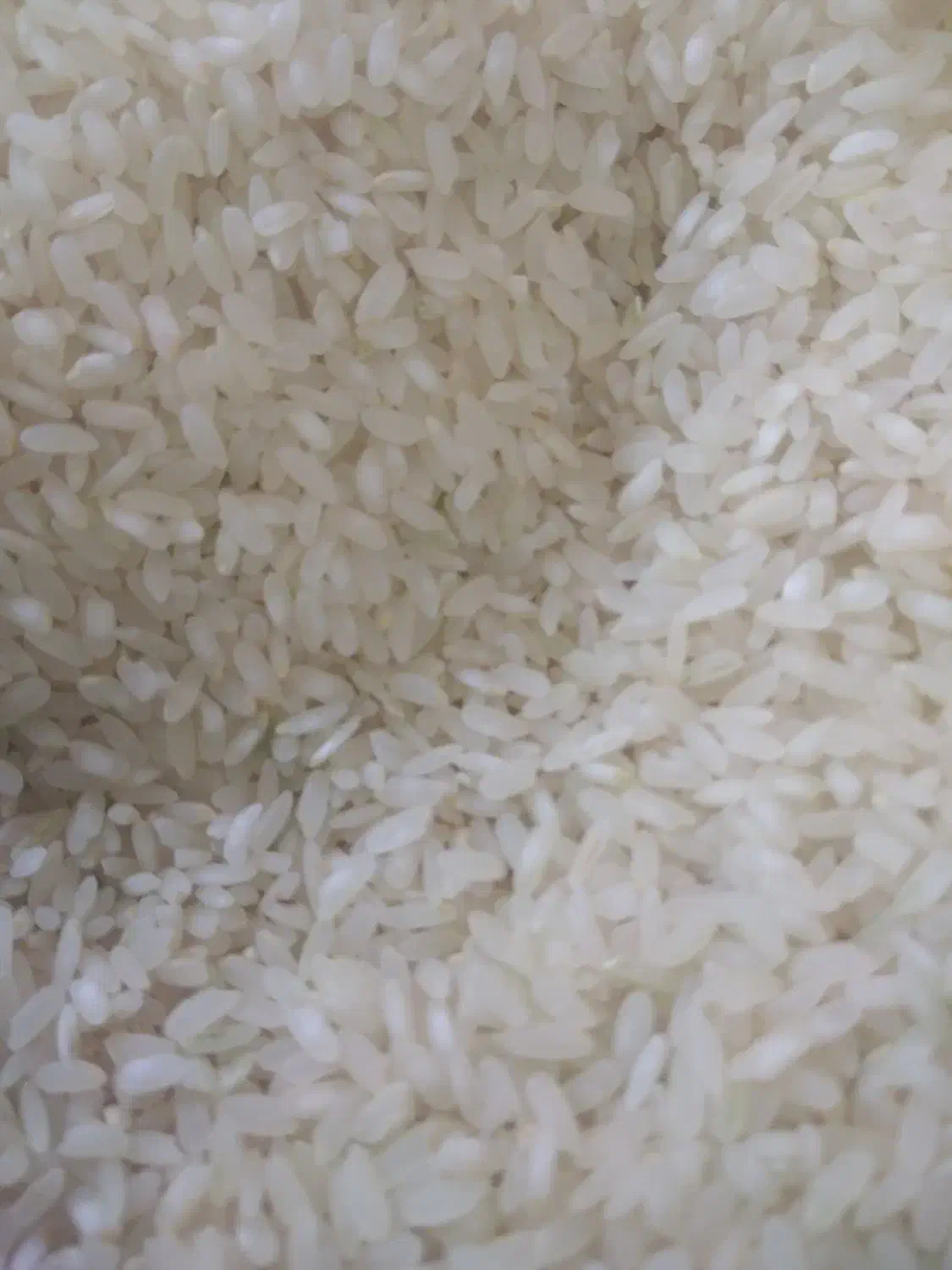 برنج کامفیروزی نورسید|خوردنی و آشامیدنی|شیراز, شریف‌آباد|دیوار