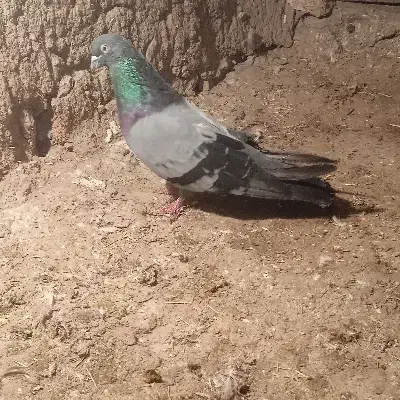 سبز قطلی|پرنده|هریس, |دیوار