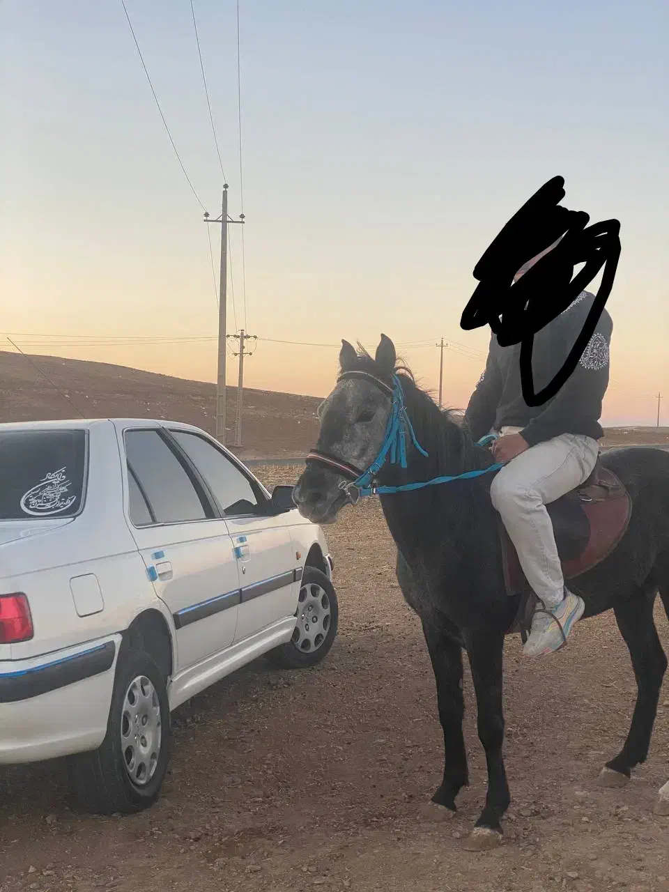 اسب|اسب و تجهیزات اسب‌سواری|زنجان, |دیوار