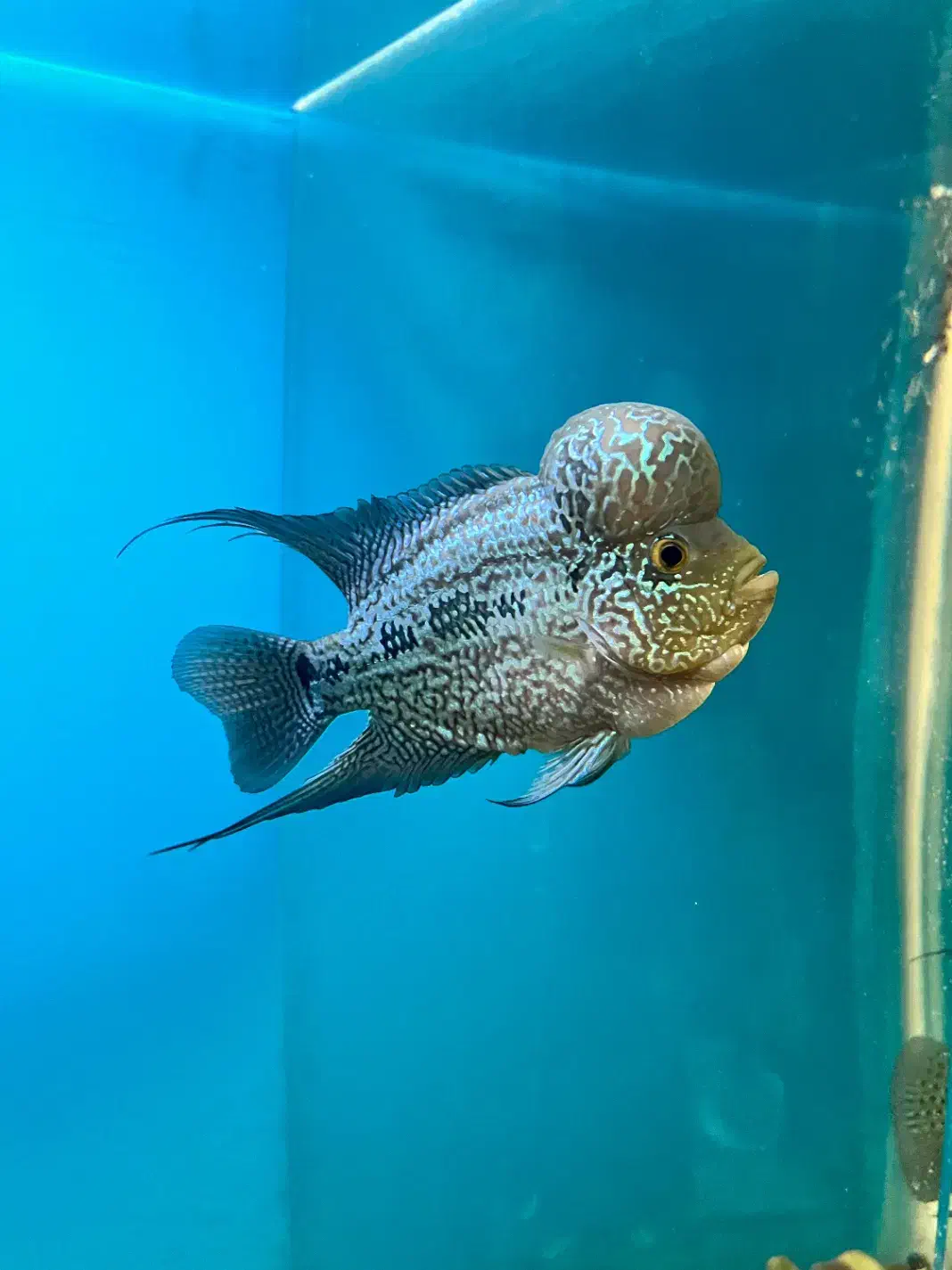 فلاور|ماهی|نسیمشهر, |دیوار