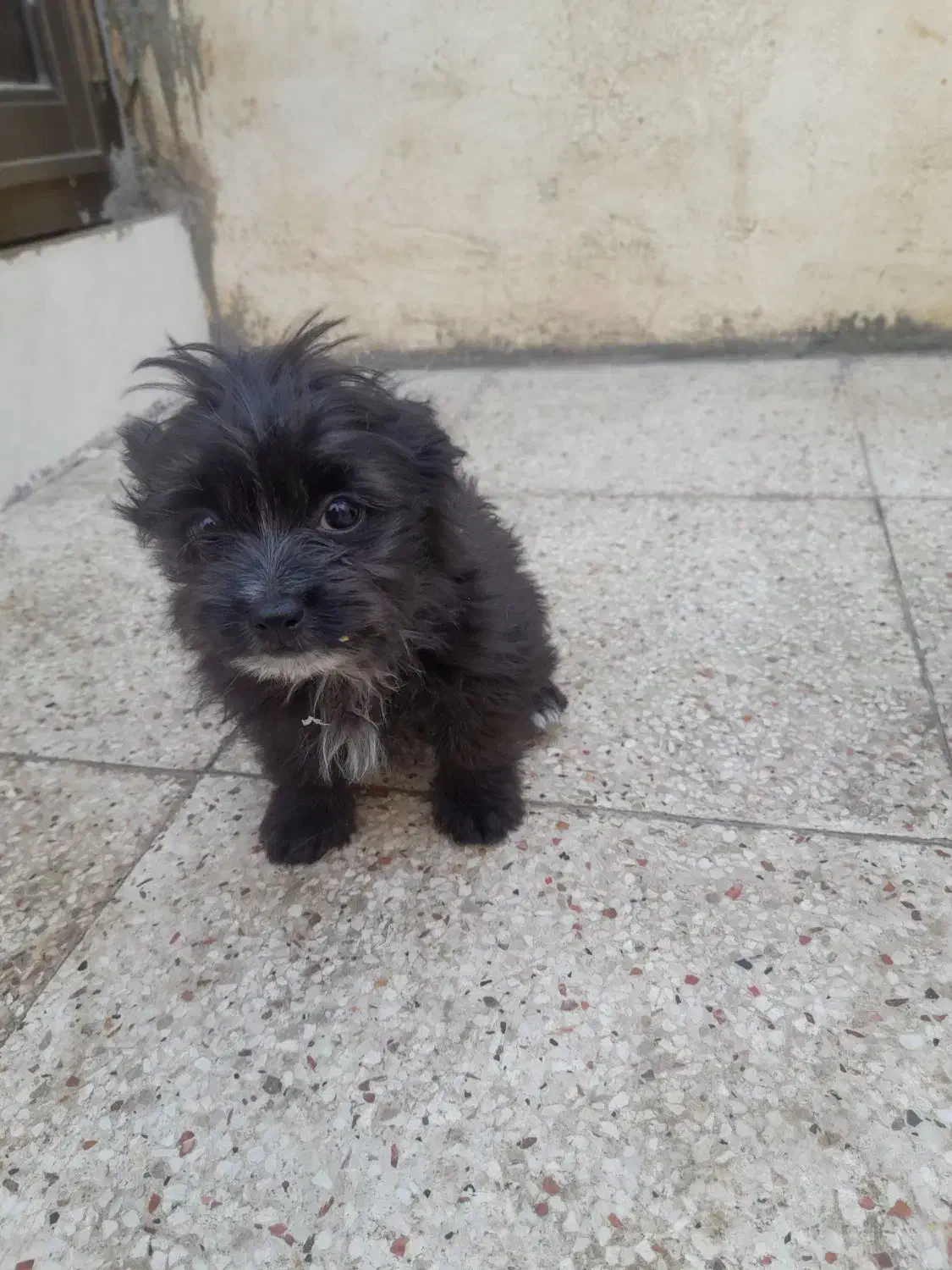 سگ شیدزو|سگ|خمینی‌شهر, |دیوار