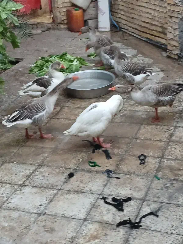 غازمحلی|حیوانات مزرعه|خرمشهر, |دیوار