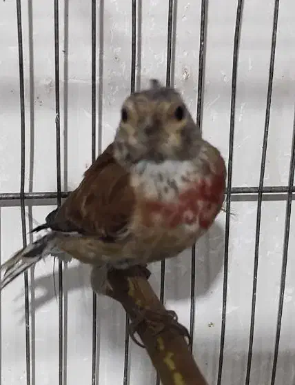 سهره قناری سینه سرخ عروس هلندی|پرنده|همدان, |دیوار