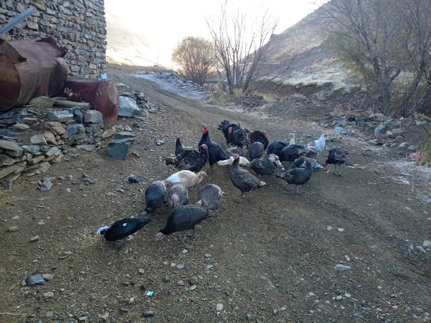 بوقلمون|حیوانات مزرعه|مهاباد (آذربایجان غربی), |دیوار