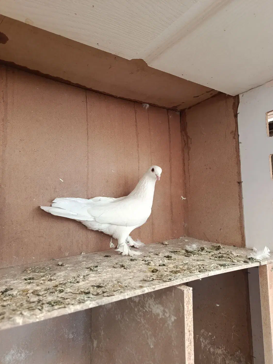 کبوتر|پرنده|تبریز, |دیوار