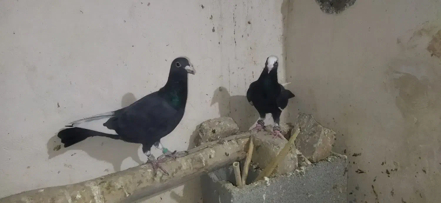 کبوترپرشی|پرنده|اسفراین, |دیوار