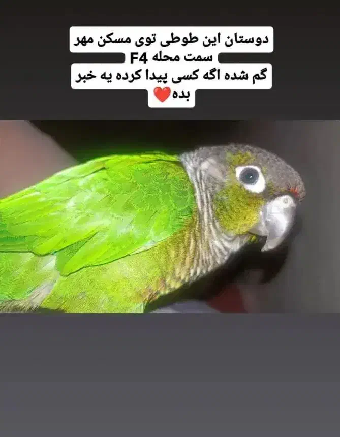 گرینیچیک گم شده|حیوانات|فولادشهر, مسکن مهر فولادشهر|دیوار