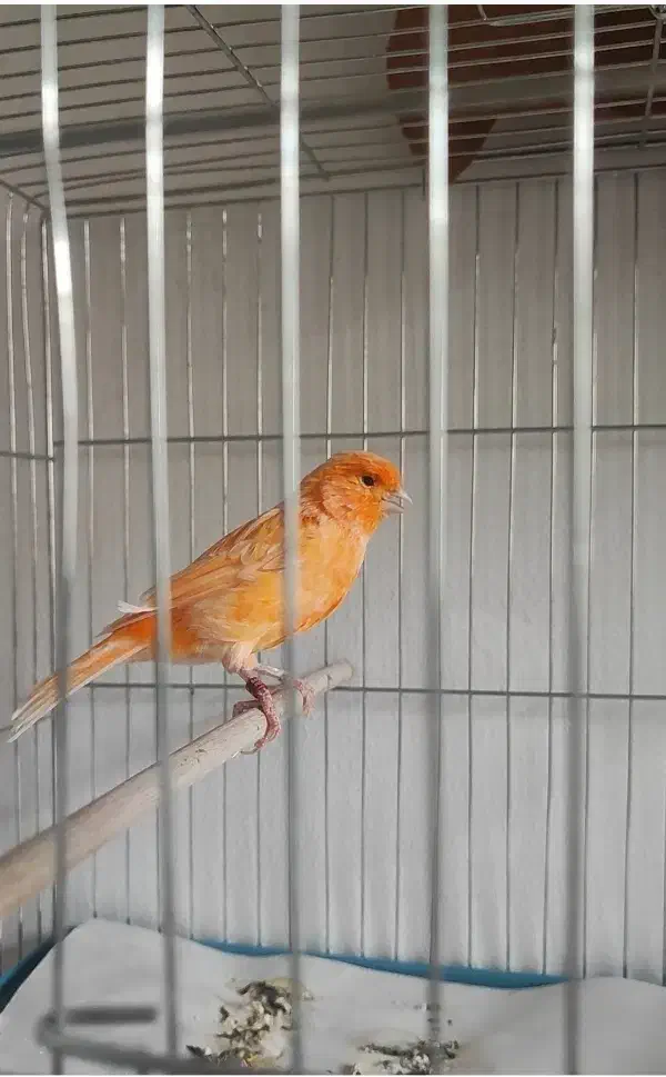 قناری نر رد فکتور|پرنده|شهریار, اسدآباد|دیوار