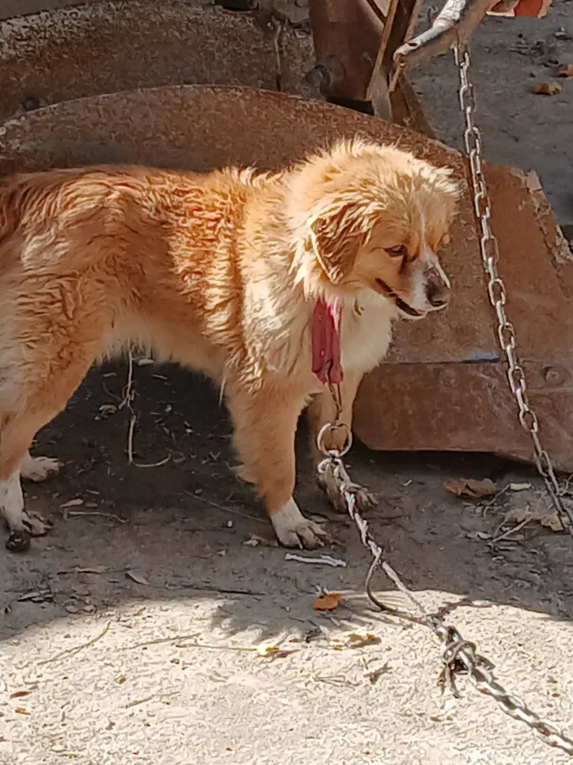 سگ پامر|سگ|جوکار, |دیوار