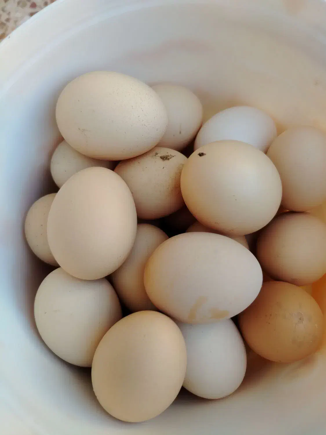 تخم مرغ محلی|خوردنی و آشامیدنی|سبزوار, جوادیه شرقی|دیوار