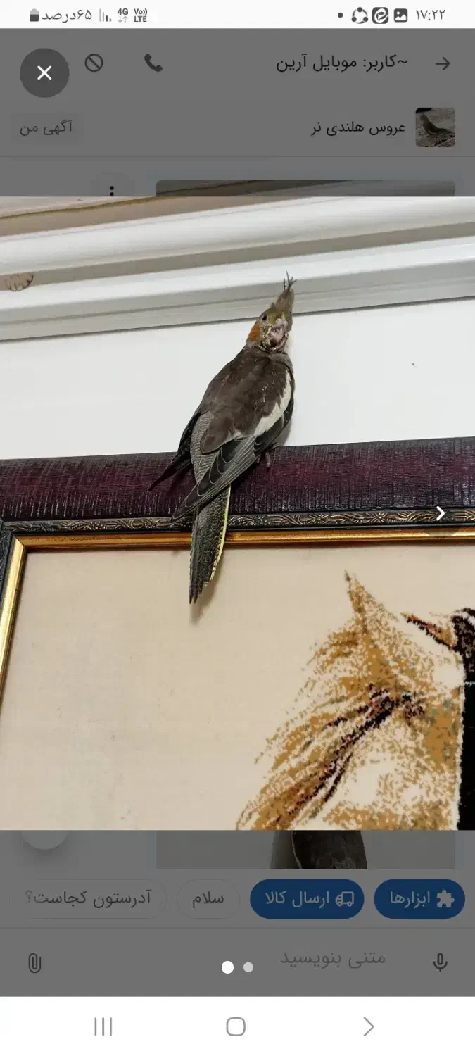 عروس هلندی نر|پرنده|قم, یزدانشهر|دیوار