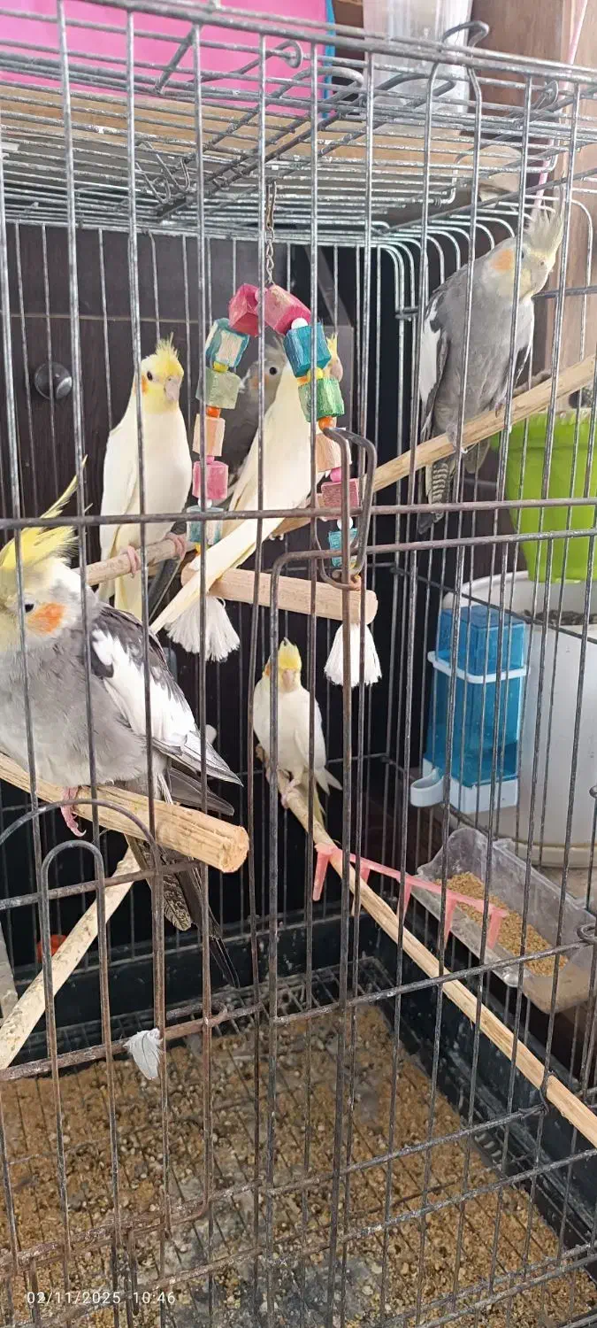 عروس هلندی|پرنده|کردکوی, |دیوار