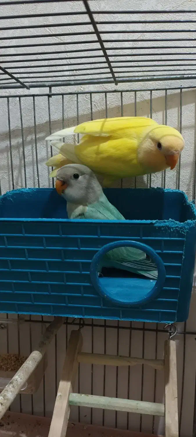 طوطی برزیلی|پرنده|رباط‌کریم, نصیرشهر|دیوار