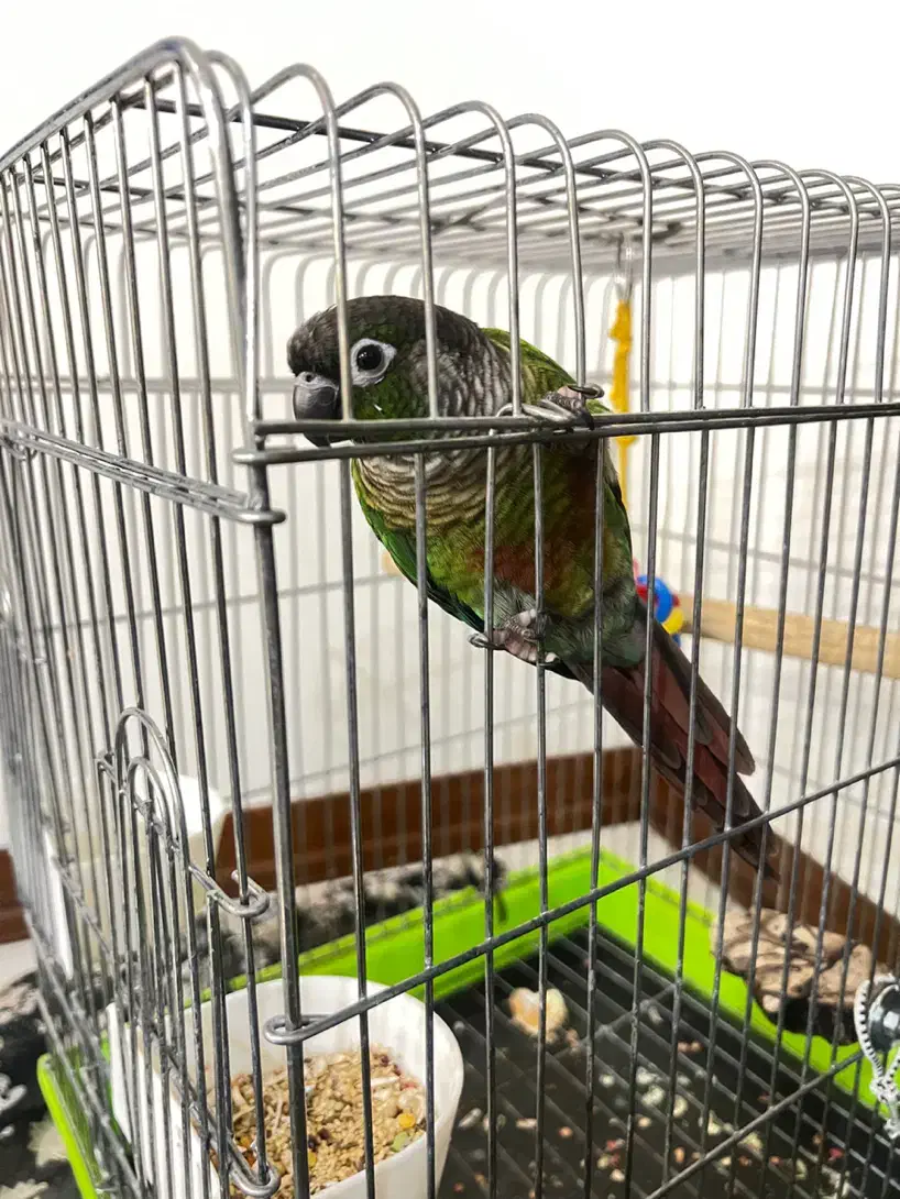 طوطی گرینچیک سخنگو رام دستی  معاوضه با سهره قرص|پرنده|باغستان, |دیوار