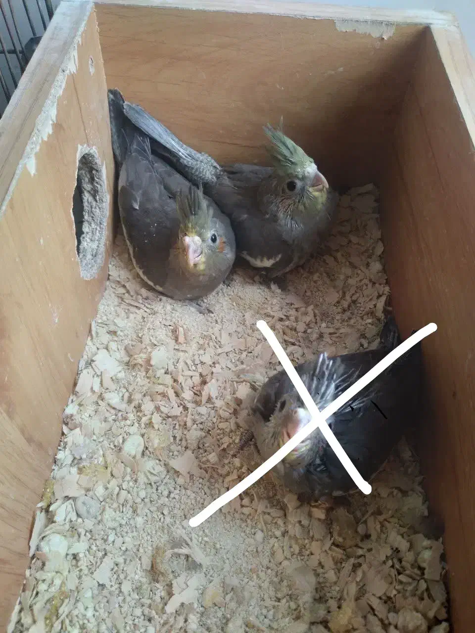 جوجه عروس هلندی|پرنده|خورموج, |دیوار