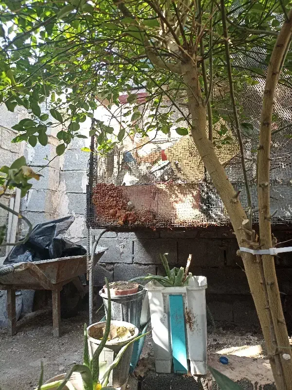 قفس بزرگ|لوازم جانبی حیوانات|بندرعباس, |دیوار