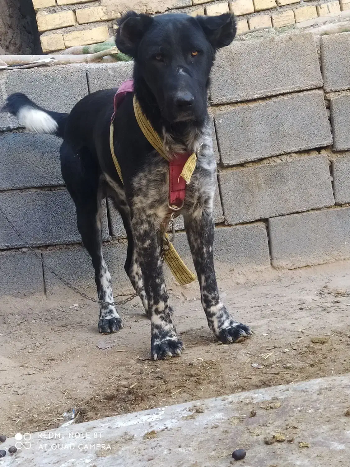 گمشده|حیوانات|خمین, |دیوار