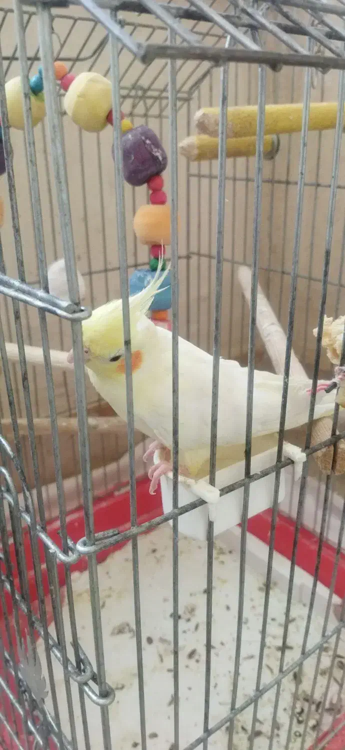 عروس هلندی|پرنده|رباط‌کریم, مسکن مهر آبشناسان|دیوار