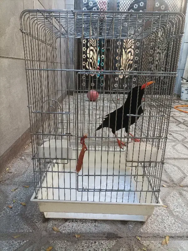 پرنده گم شده|پرنده|تربت‌حیدریه, حسنی بالا|دیوار