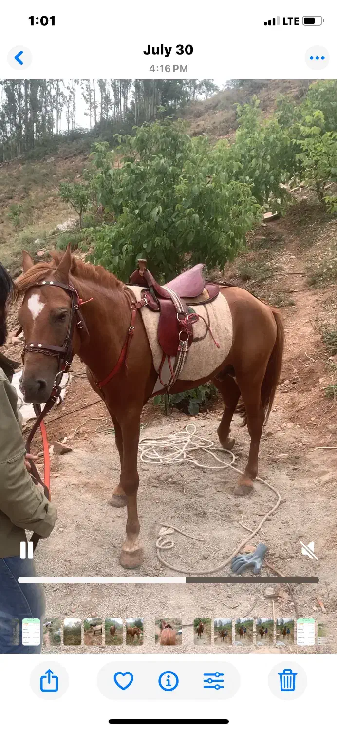 اسب|حیوانات مزرعه|فشم, |دیوار