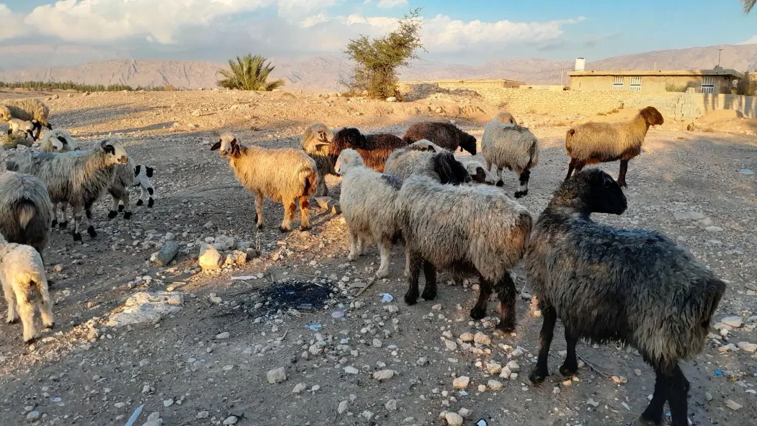 فروش 18 راس شیشک میش ابستن و بره دار|حیوانات مزرعه|کازرون, |دیوار