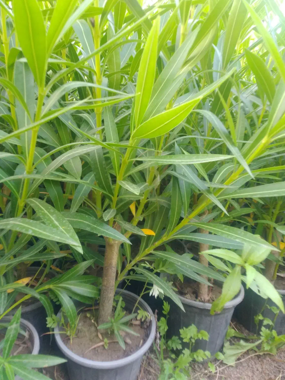 پاپیتال پاکتی ، خرزهره سطل سه و نیم|خدمات باغبانی و درختکاری|چابکسر, |دیوار