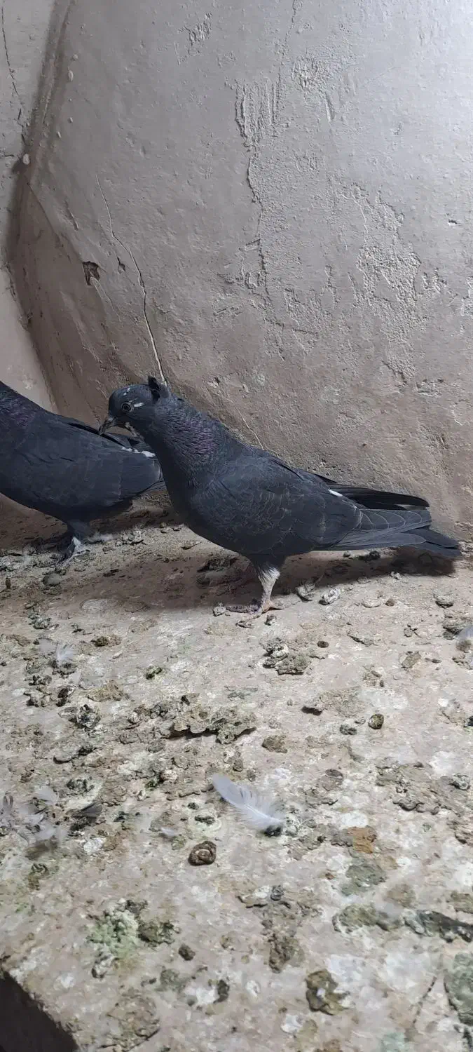 جوجه|پرنده|کاشان, درب اصفهان|دیوار