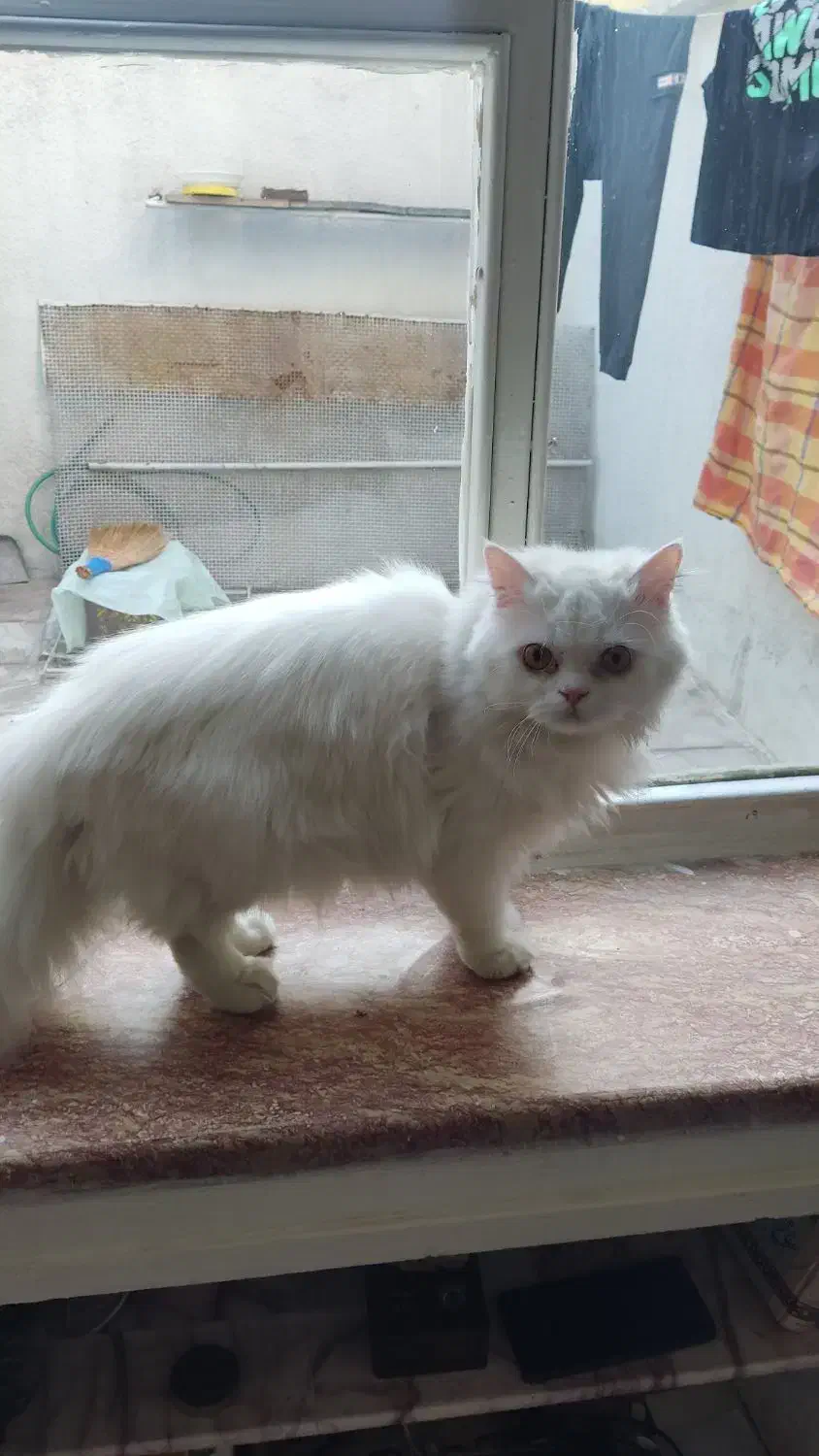 گربه پرشین نر|گربه|تبریز, |دیوار