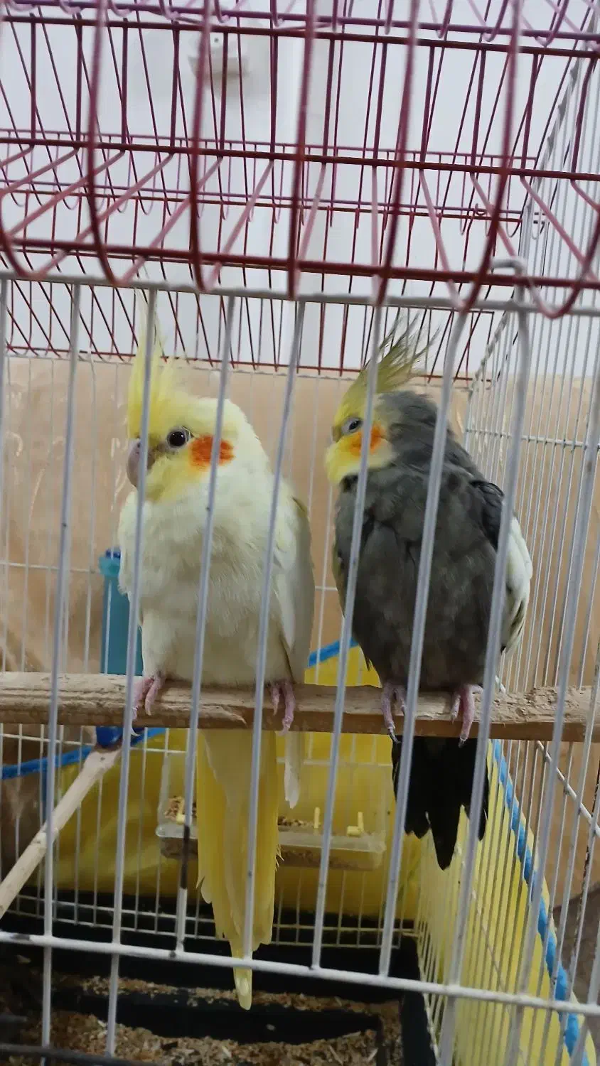 طوطی عروس،|پرنده|لاهیجان, کوی آزادگان|دیوار