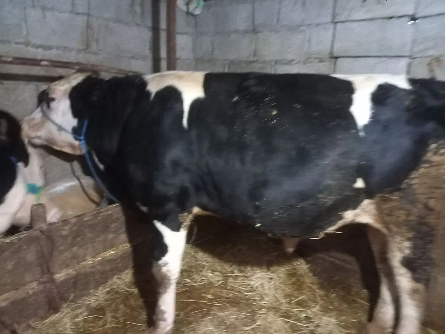 فروشسیمنتالنر|حیوانات مزرعه|تالش, جوکندان|دیوار