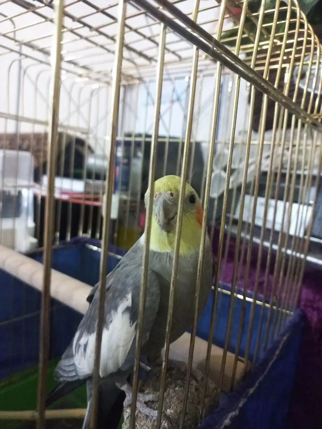 عروس هلندی|پرنده|کرمانشاه, |دیوار