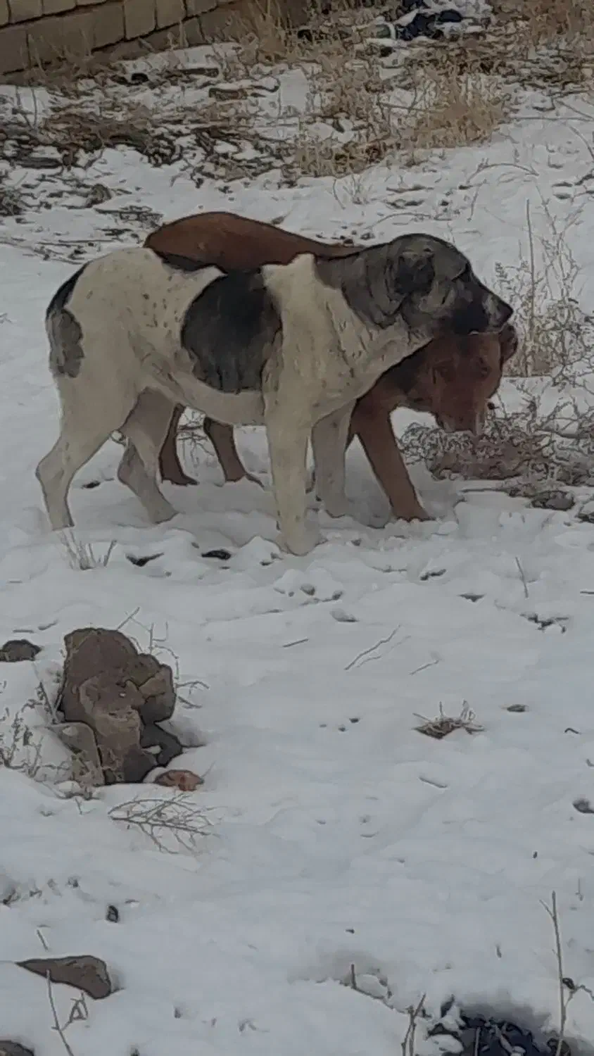 سگ ماده|سگ|انزل, |دیوار