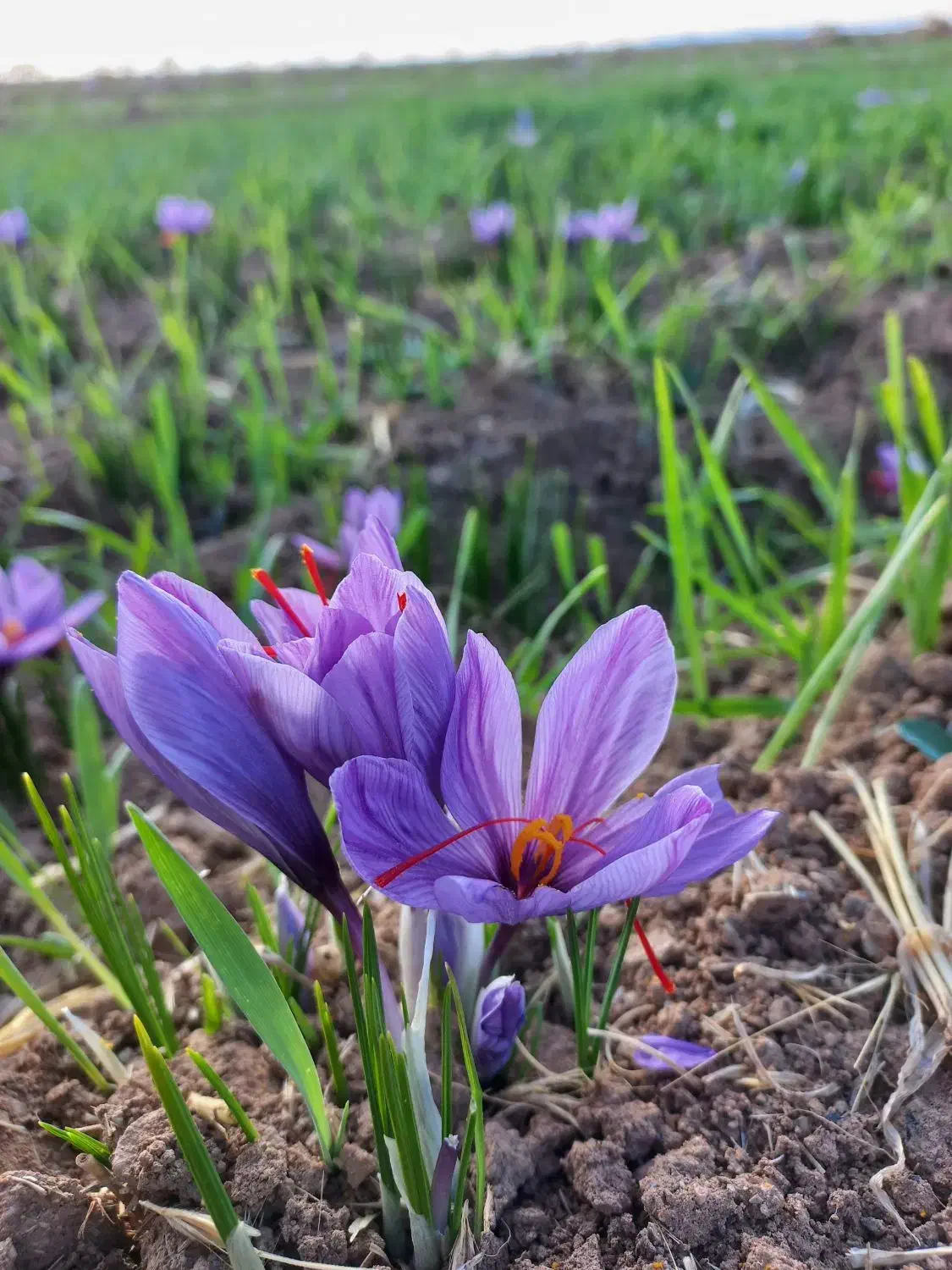 خرید و فروش گل و پیاز زعفران مرغوب|گل و گیاه طبیعی|ملایر, |دیوار