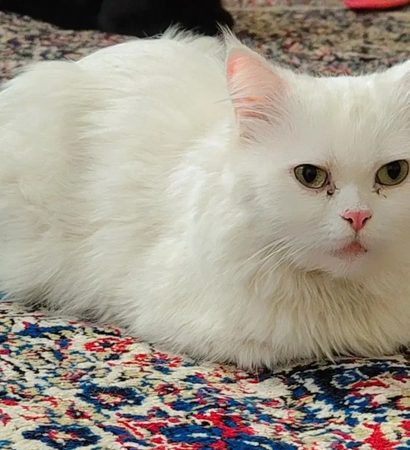 گربه پرشین|گربه|جیرفت, |دیوار