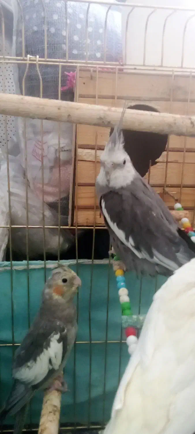 عروس هلندی سلام|پرنده|اسدآباد, |دیوار