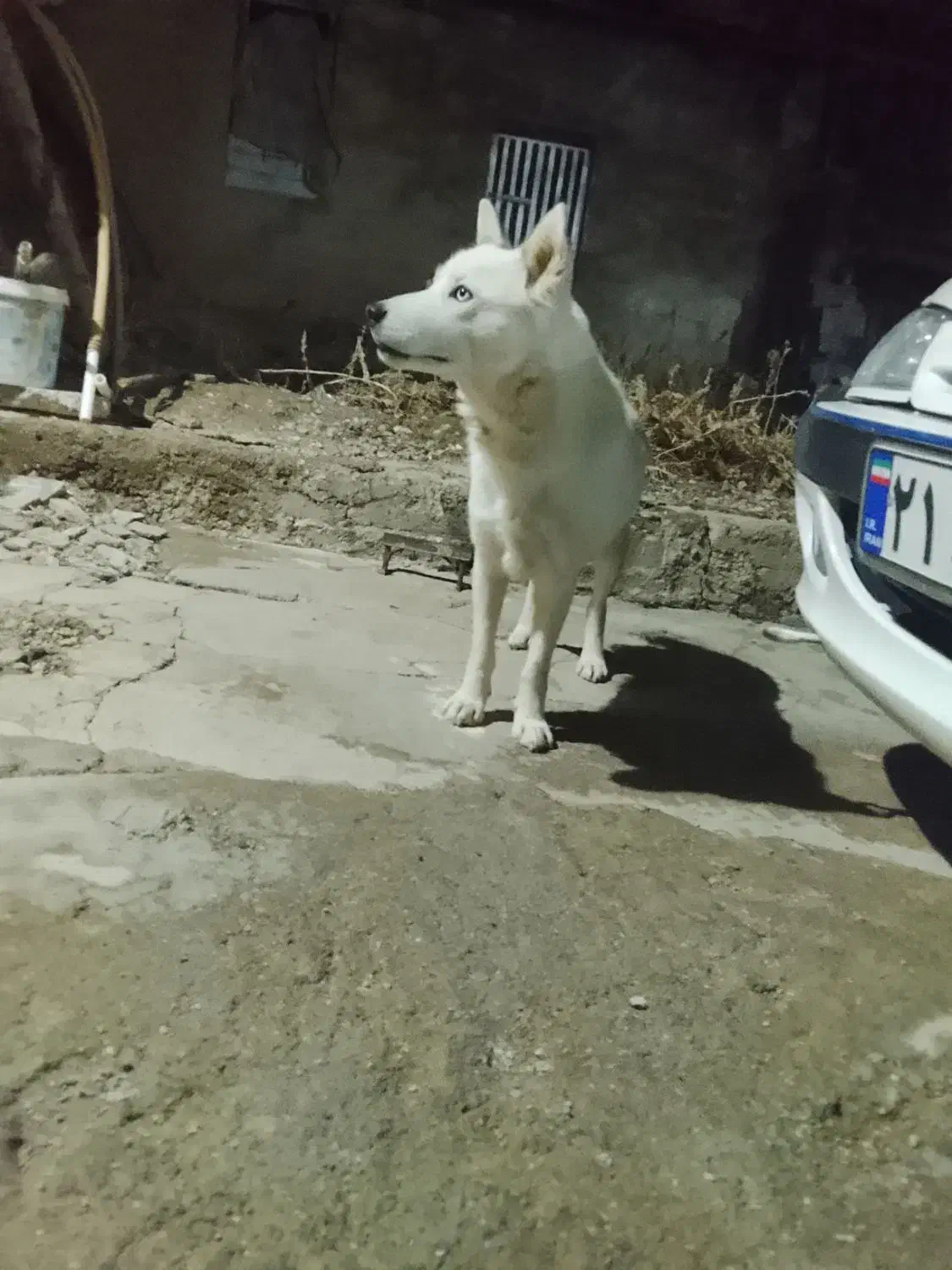 سگ هاسکی|سگ|اصفهان, گورتان|دیوار