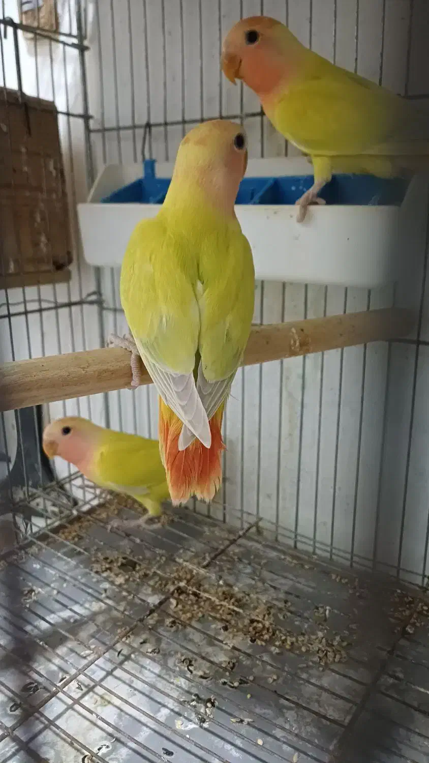 جوجه برزیلی دونخور اوپال سر نارنجی|پرنده|رشت, یخسازی|دیوار