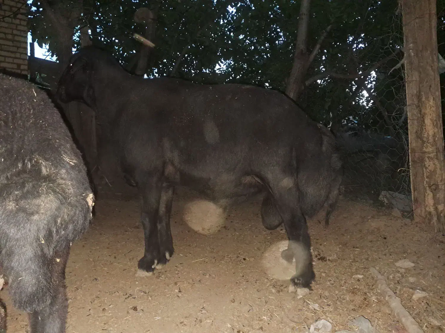 قوچ قره قزل اصیل بالکن 3ساله بالای 100کیلو|حیوانات مزرعه|کرانی, |دیوار