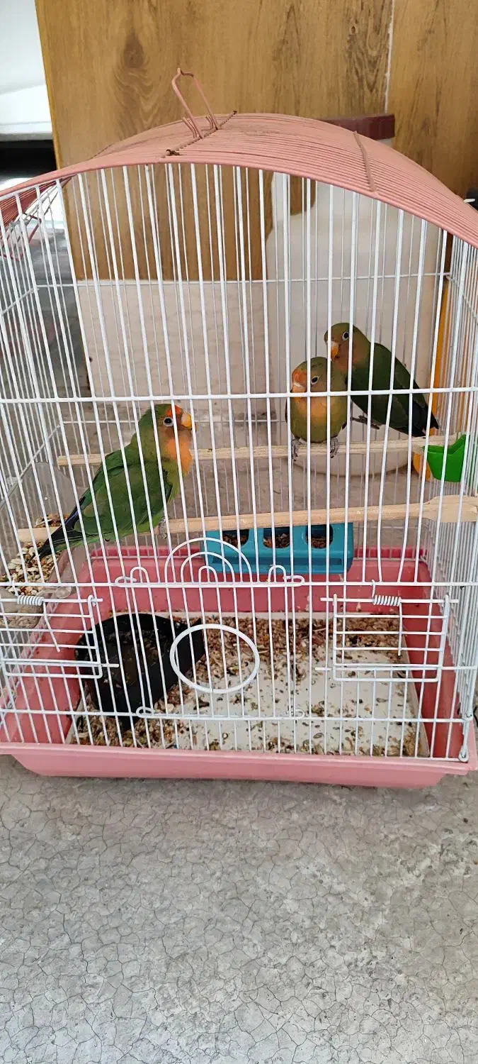 پرنده طوطی برزیلی|پرنده|سنندج, |دیوار