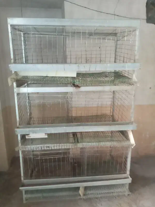 قفس مکانیزه مرغ سه طبقه|لوازم جانبی حیوانات|مبارکه, |دیوار