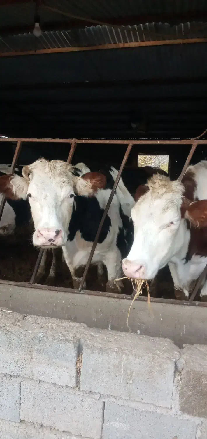 گاو شیری|حیوانات مزرعه|بجنورد, |دیوار